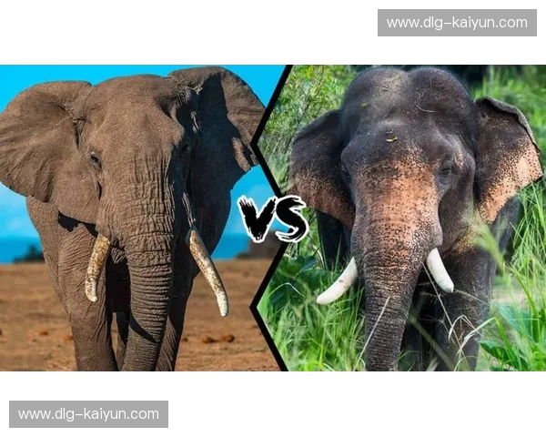 暴力美学与精密机器的终极较量:俄美女排恩怨录,谁才是真正的网前霸主? 暴力美学与精密机器的终极较量:俄美女排恩怨录,谁才是真正的网前霸主?